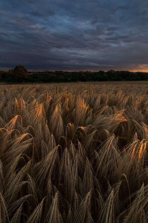 Field Download Wallpapers
