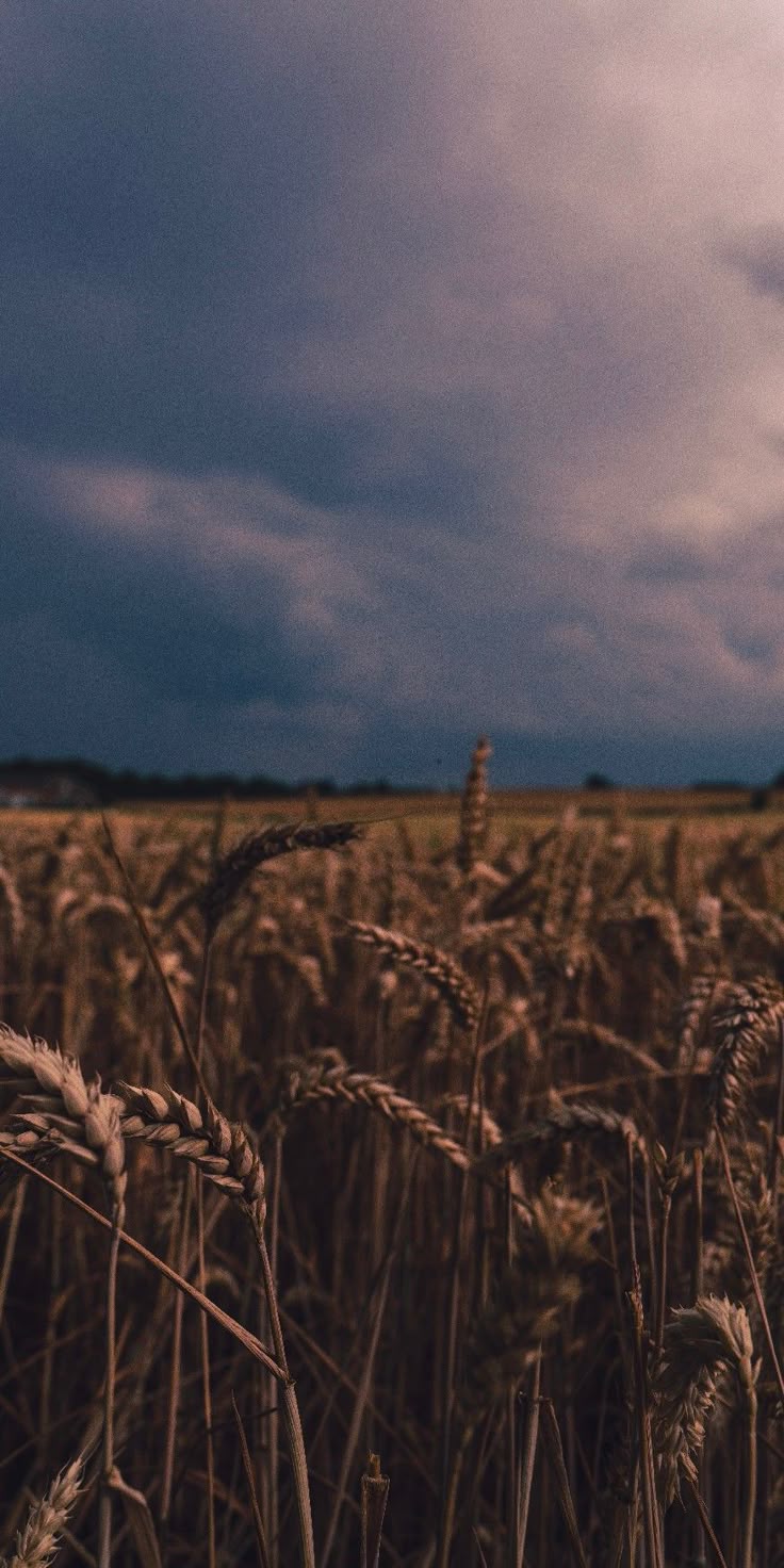 Field Download Wallpapers