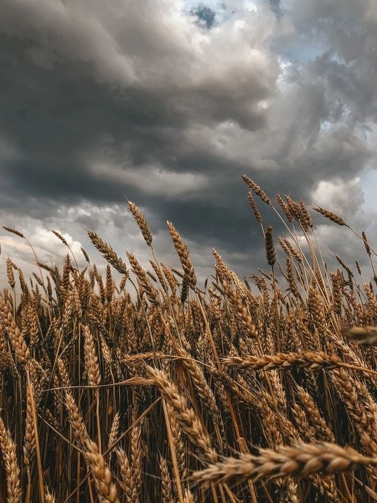 Field Download Wallpapers