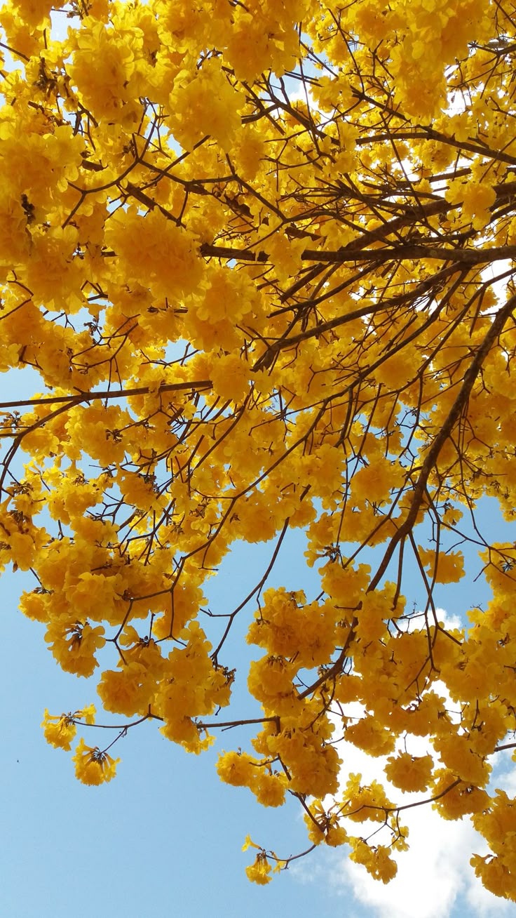 Flower Download Wallpapers