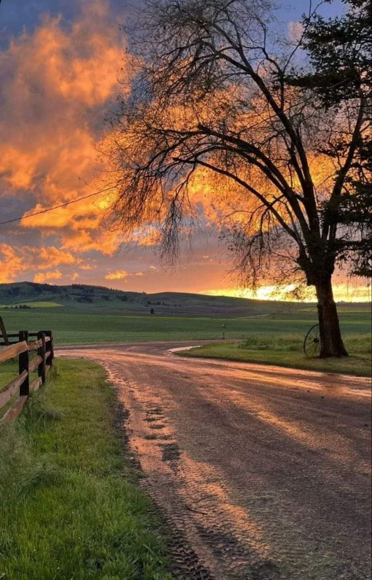 Tree Download Wallpapers