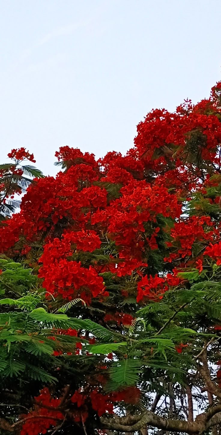 Flower Download Wallpapers