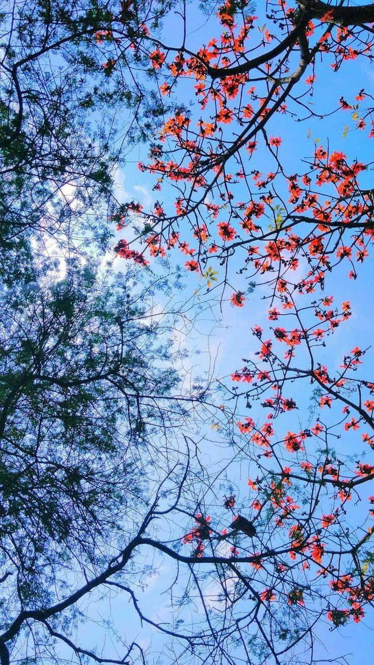 Flower Download Wallpapers