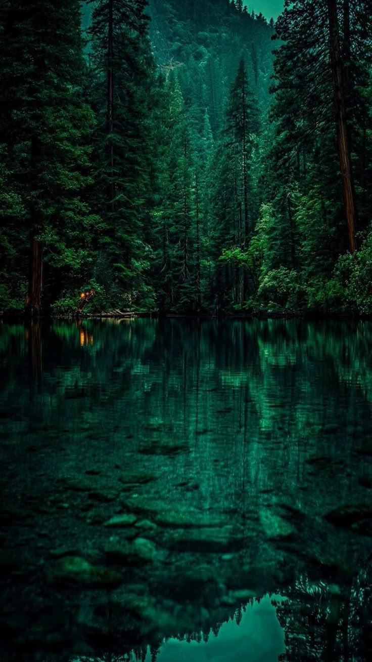 Forest Download Wallpapers