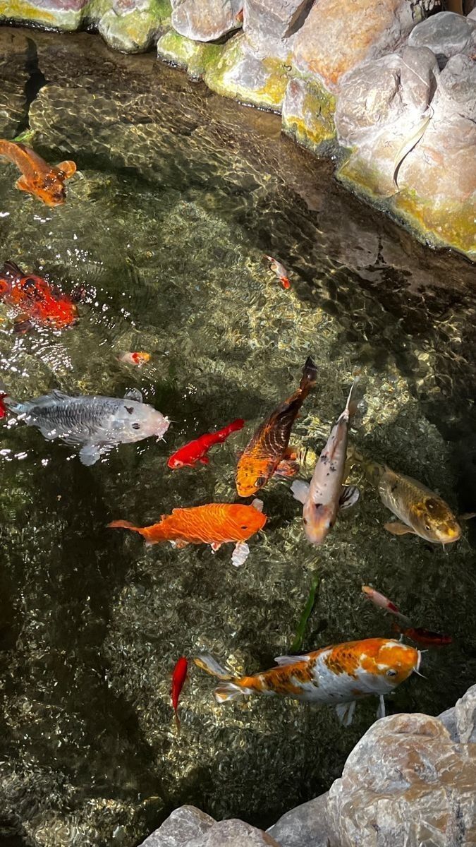 Koi fish Download Wallpapers