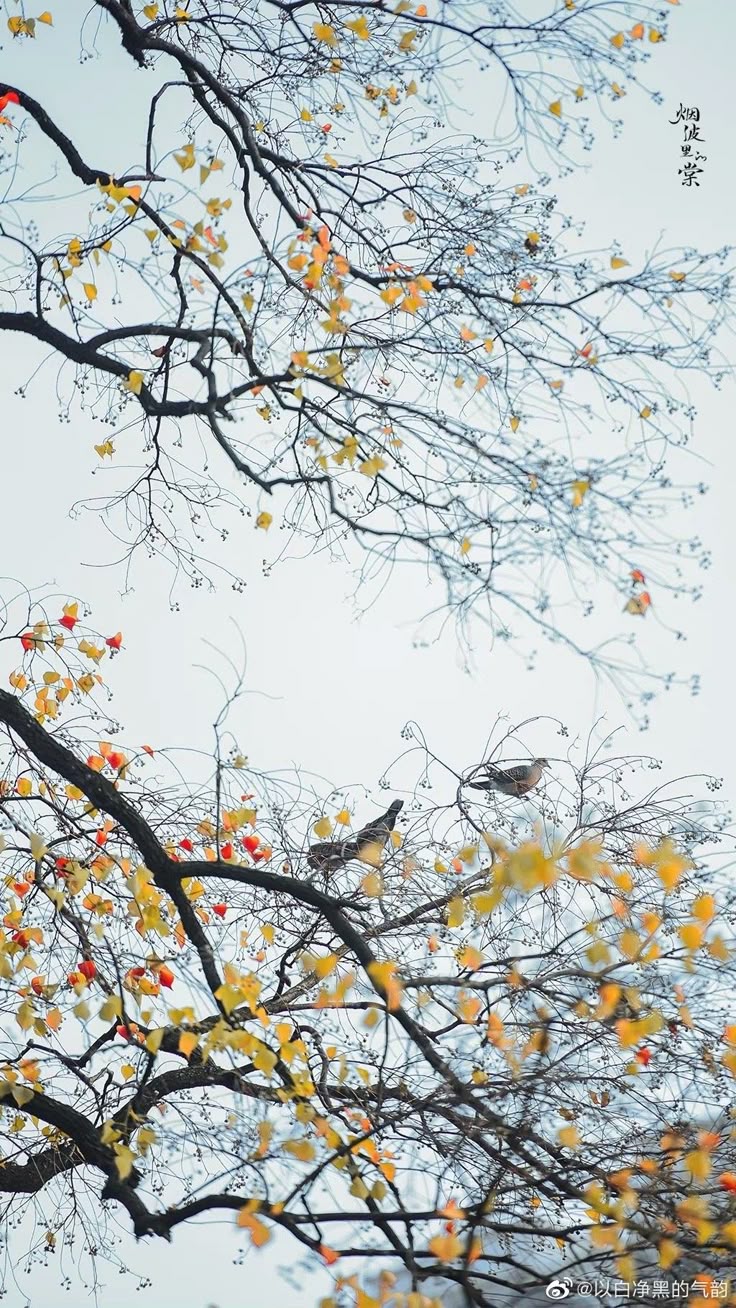 Flower Trees Download Wallpapers