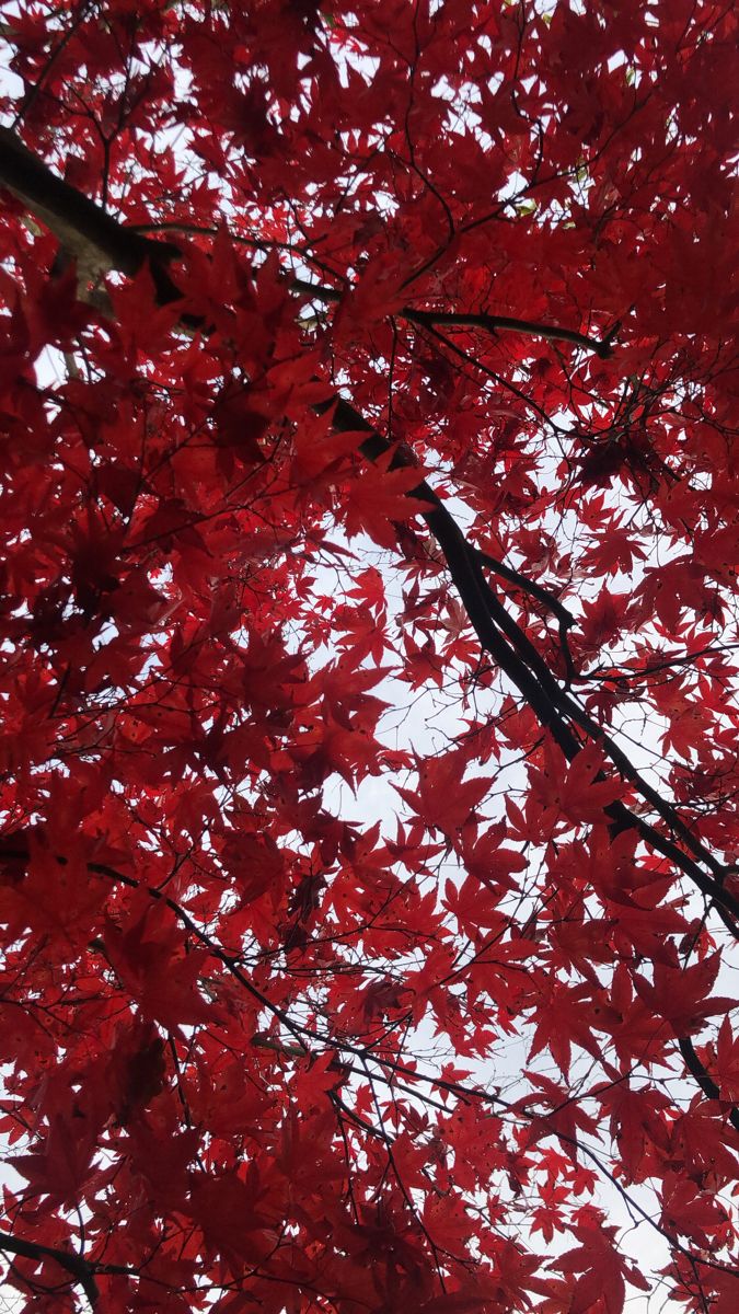 Flower Trees Download Wallpapers