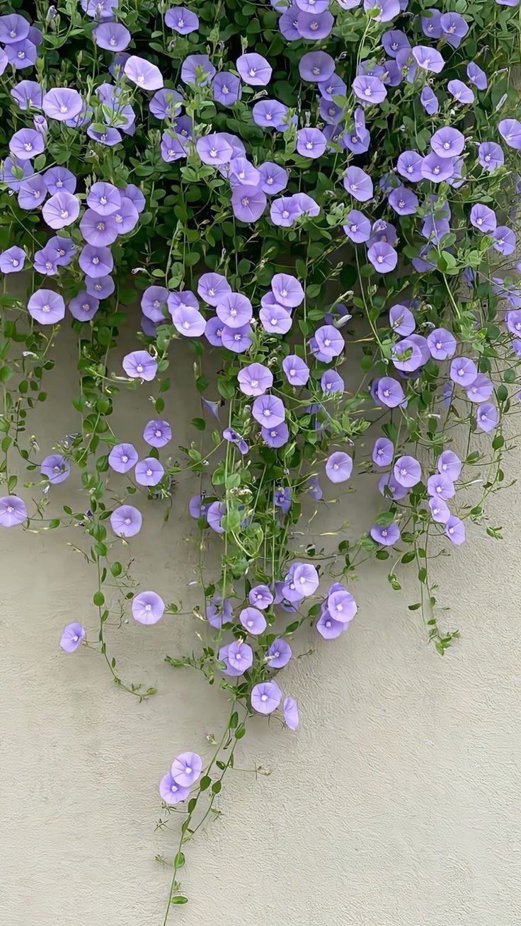 Flower Download Wallpapers