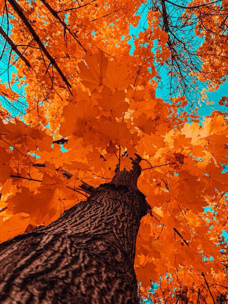 Flower Tree Download Wallpapers