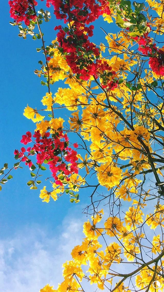 Flower Download Wallpapers