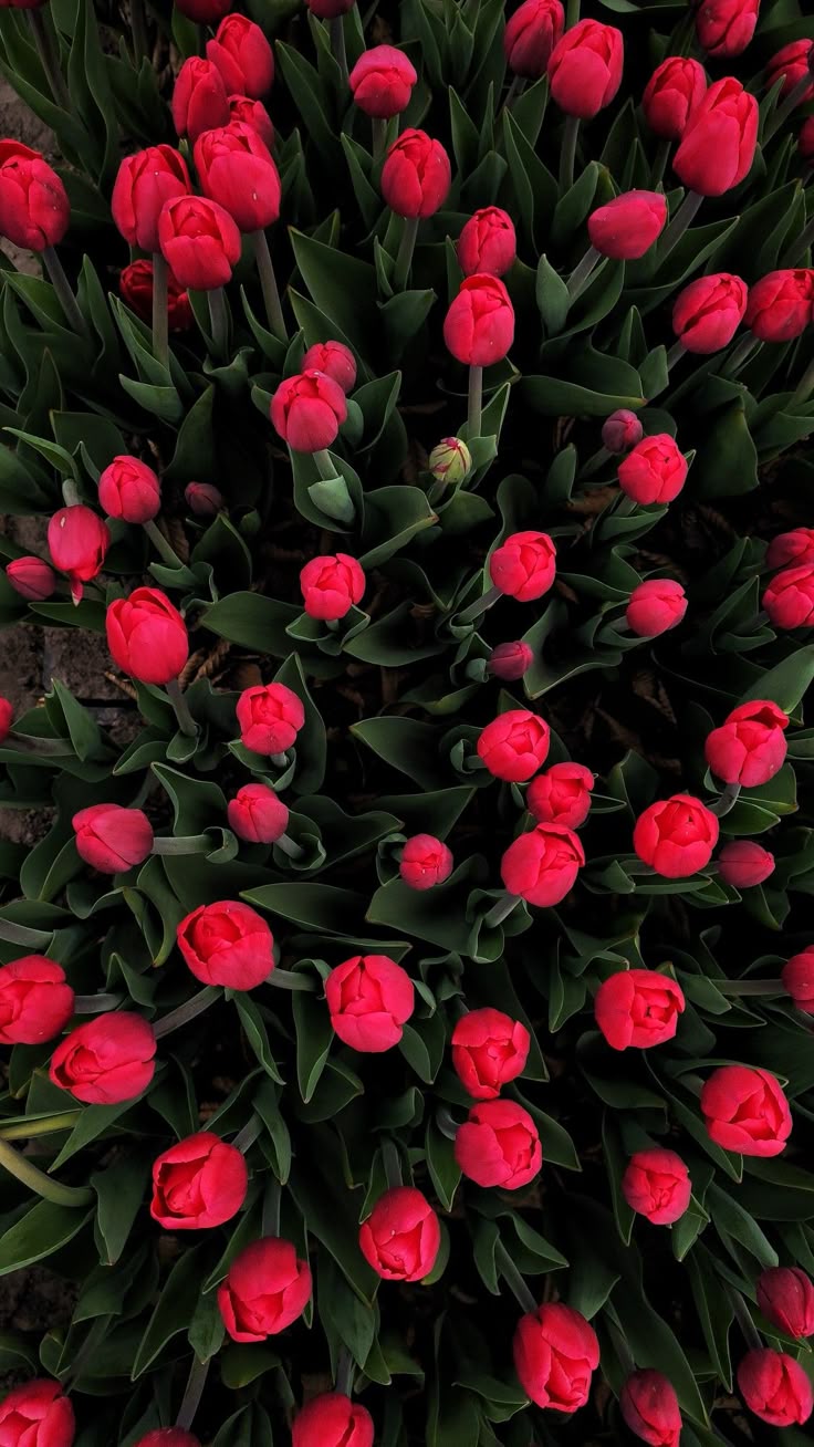 Flower Download Wallpapers