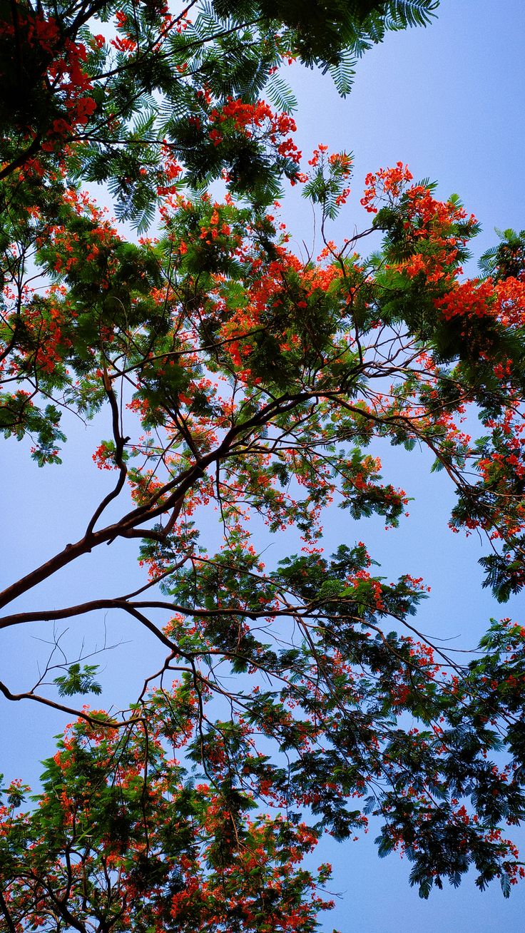 Tree Download Wallpapers