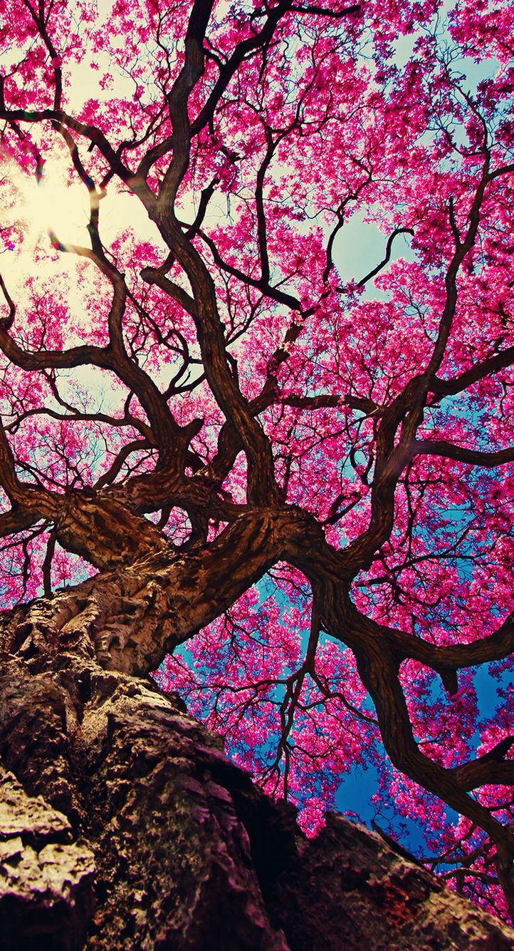 Flower Tree Download Wallpapers