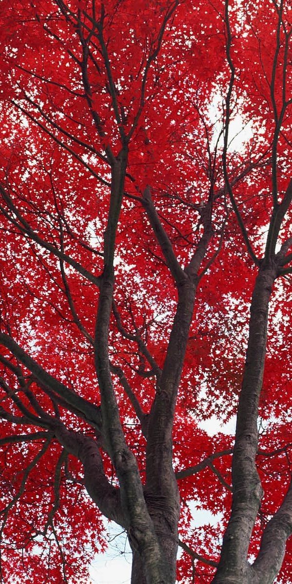 Flower Tree Download Wallpapers