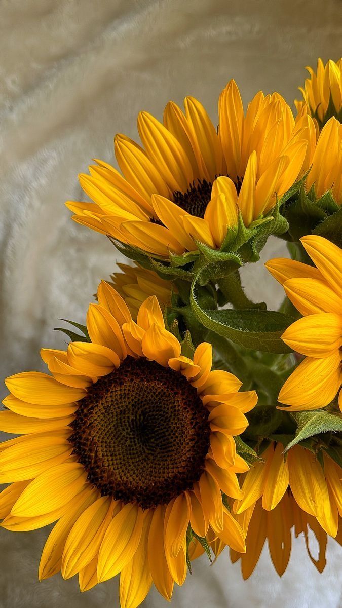 Flower Download Wallpapers