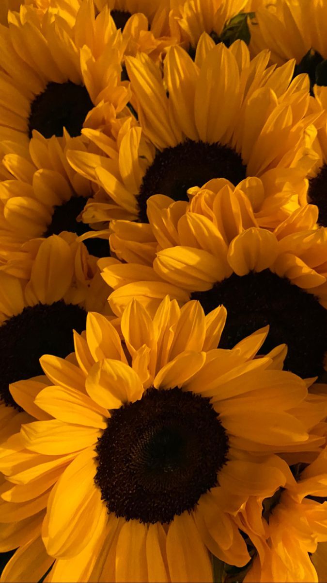 Flower Download Wallpapers