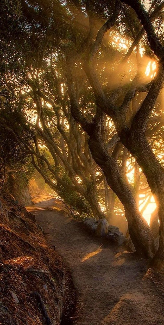 Tree Download Wallpapers