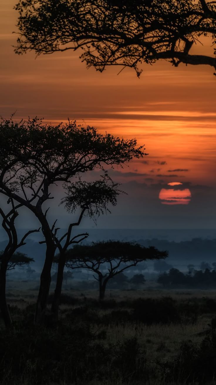 Tree Download Wallpapers