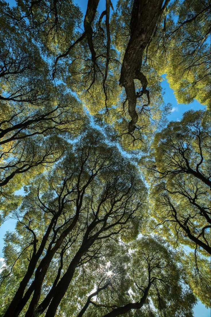 Tree Download Wallpapers