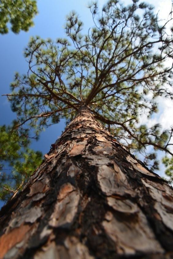 Tree Download Wallpapers