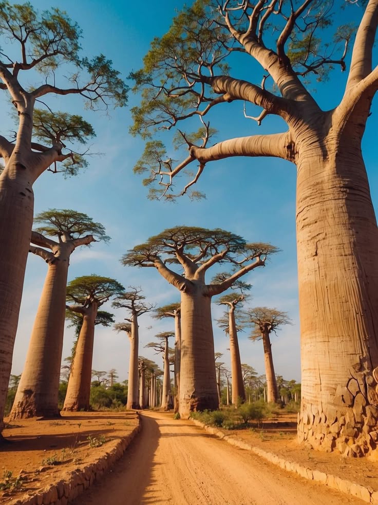 Tree Download Wallpapers