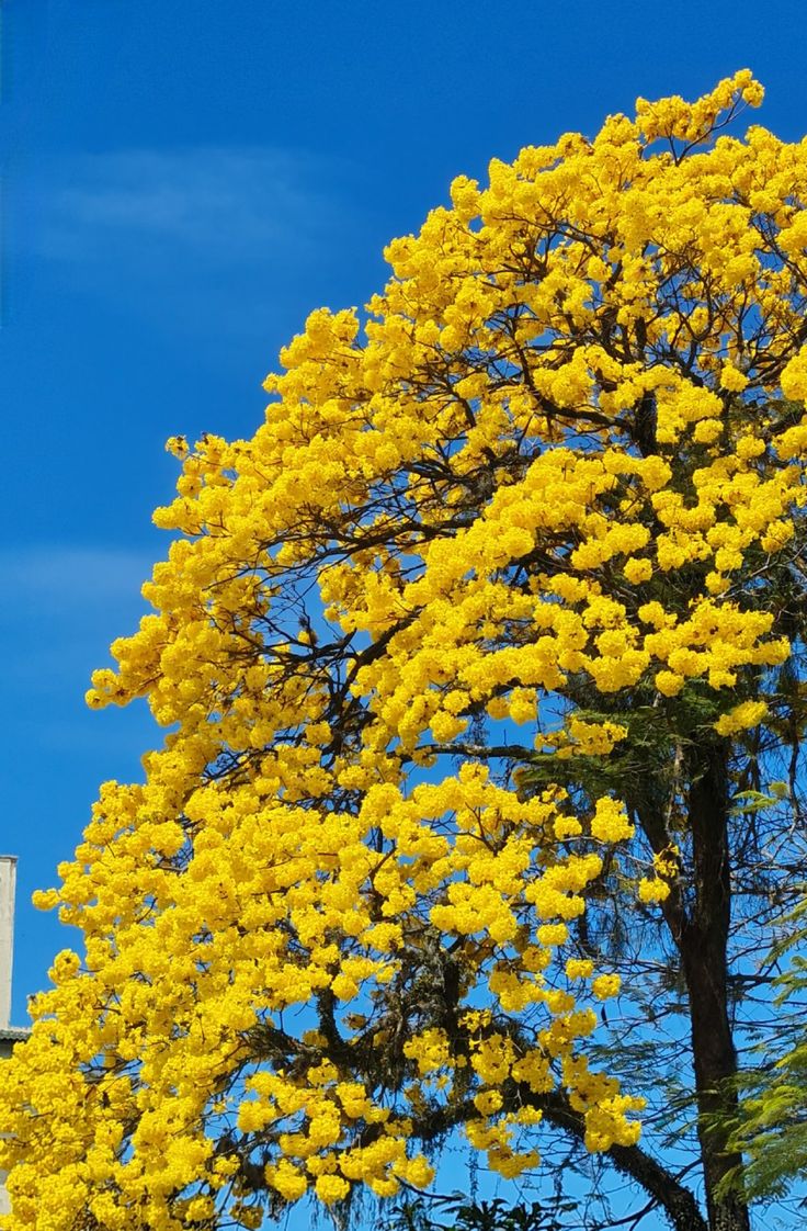 Flower Download Wallpapers