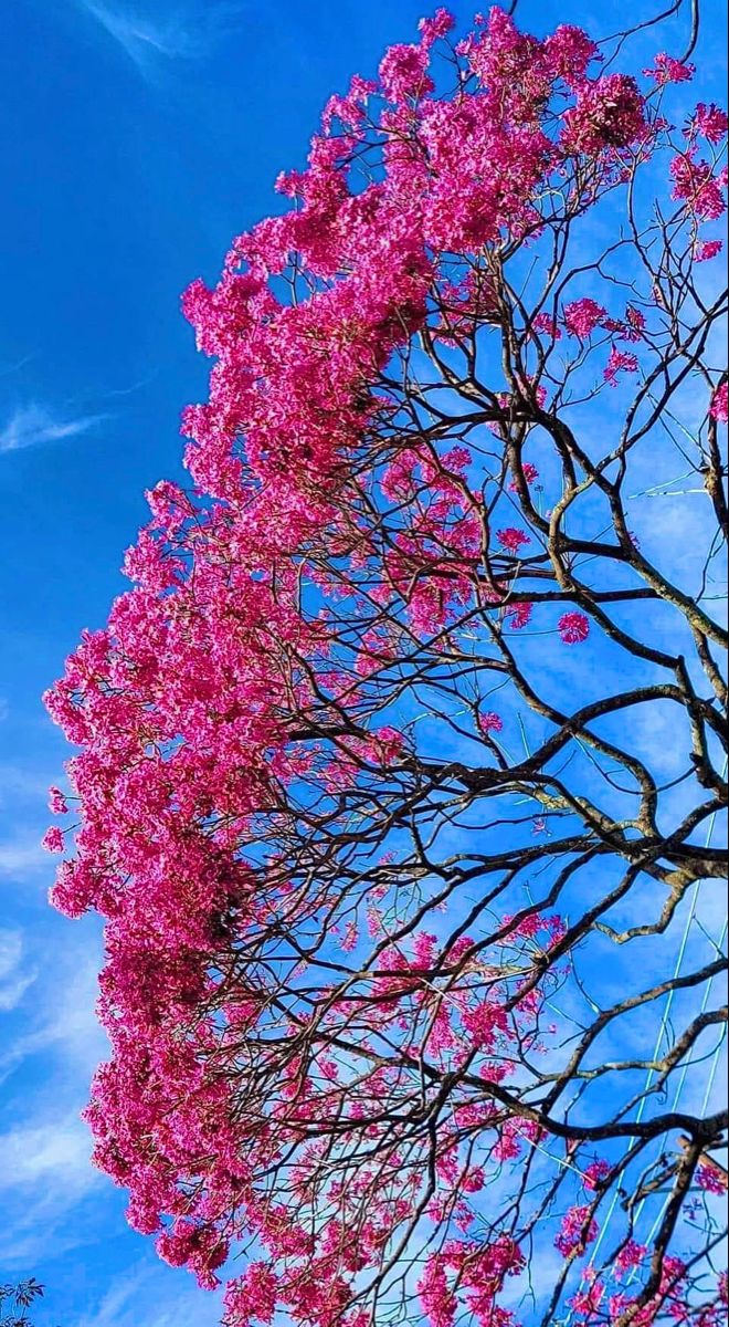 Flower Download Wallpapers