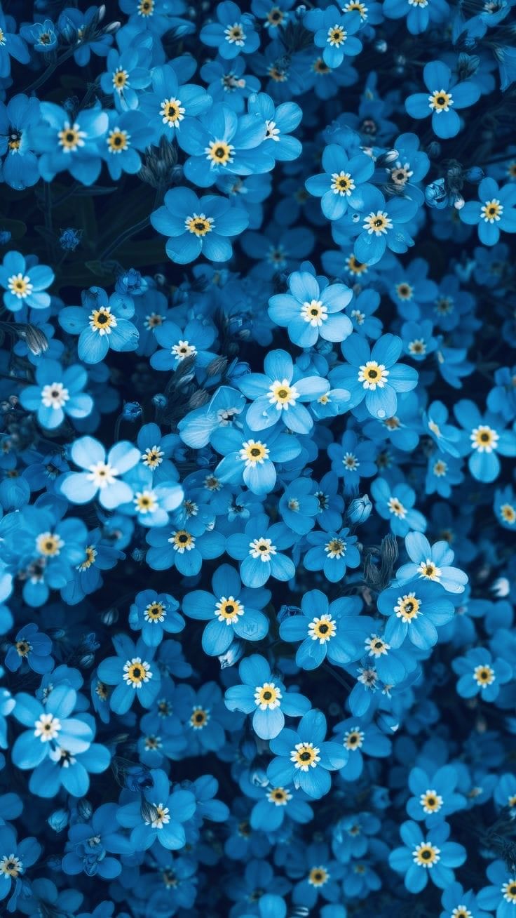 Flower Download Wallpapers