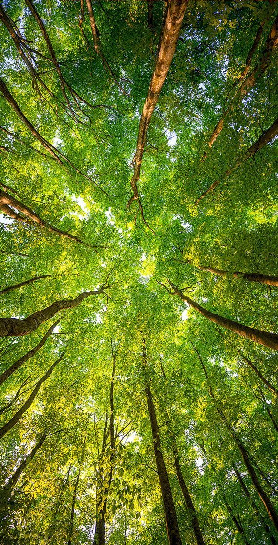 Tree Download Wallpapers