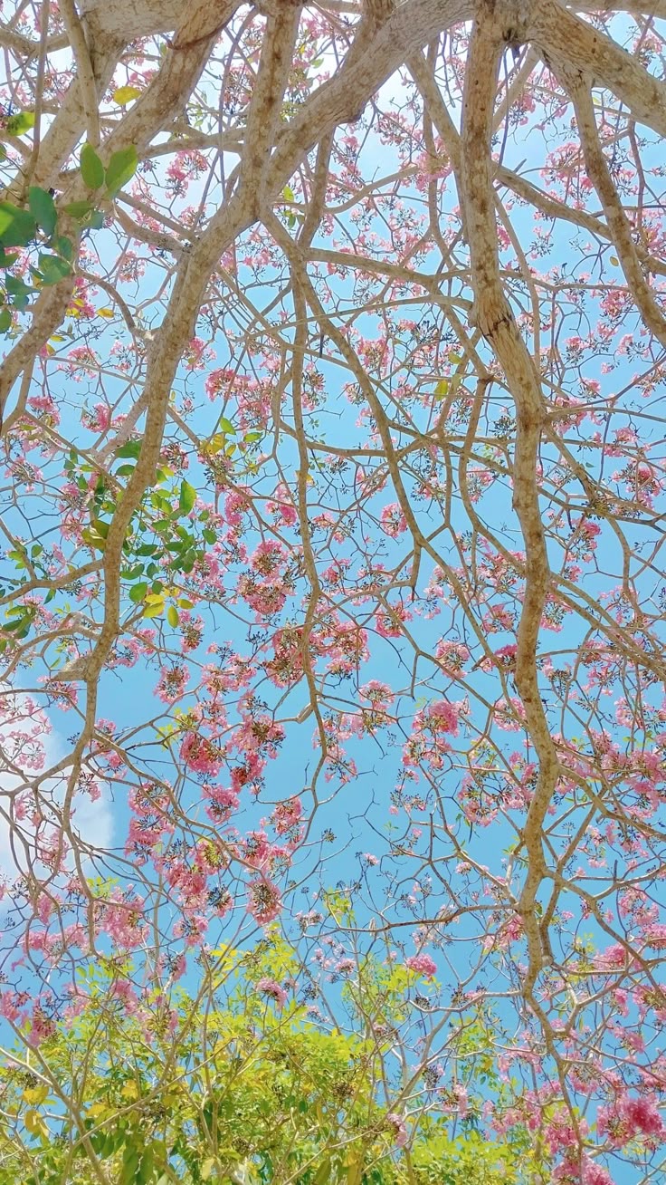 Tree Download Wallpapers