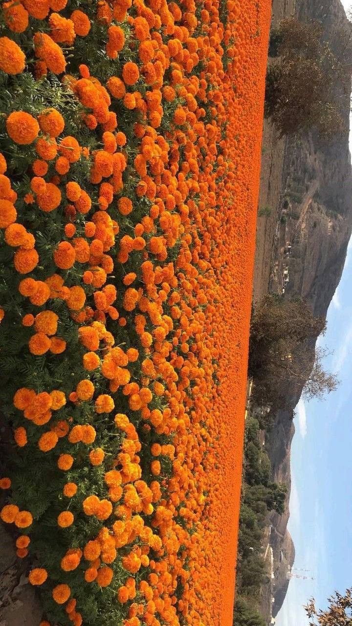 Flower Download Wallpapers