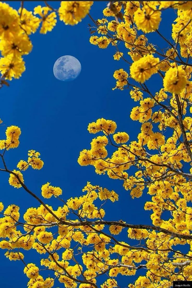 Flower Download Wallpapers