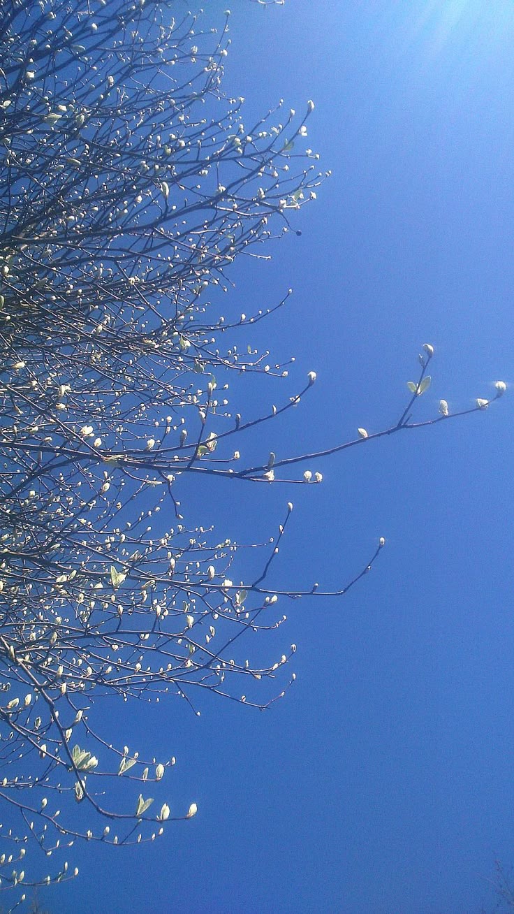 Tree Branch Download Wallpapers