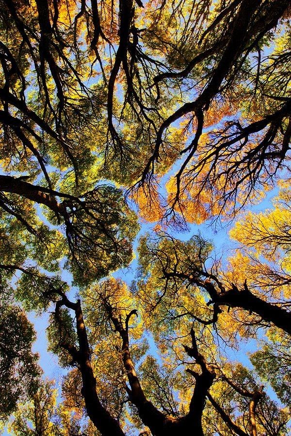 Tree Download Wallpapers