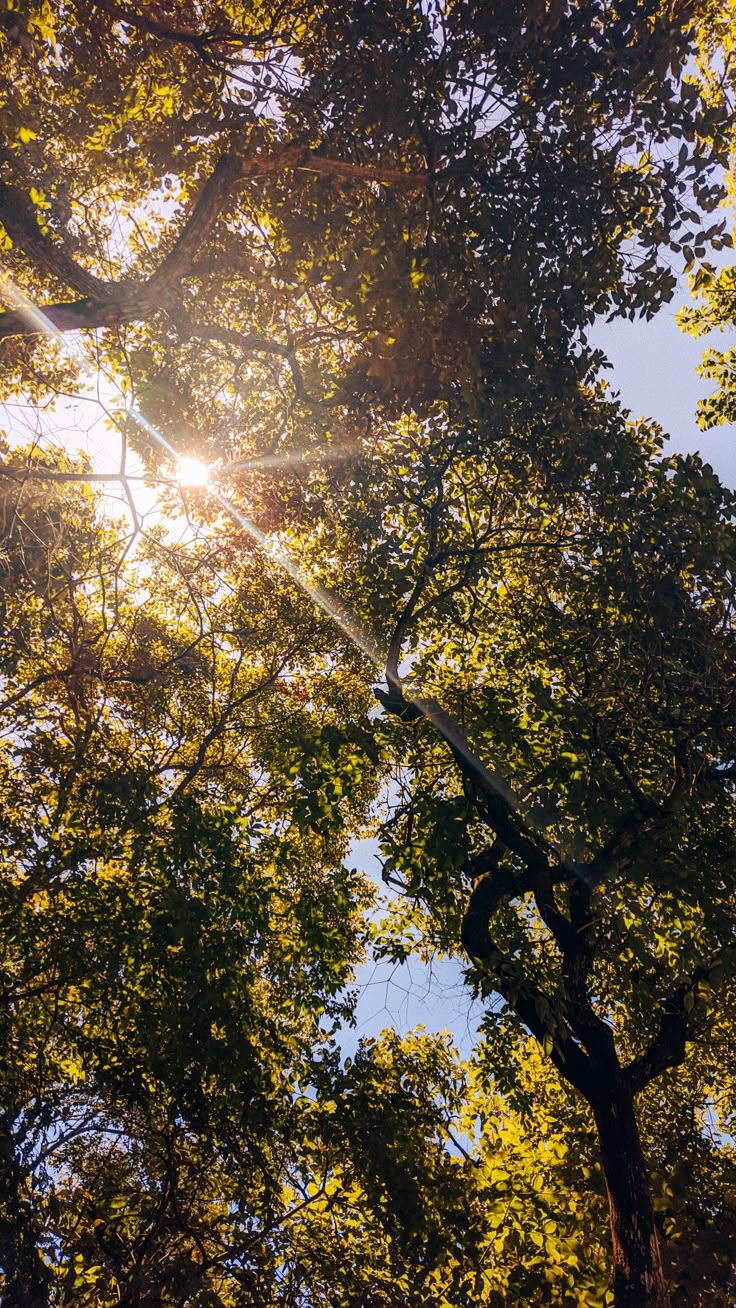 Tree Download Wallpapers