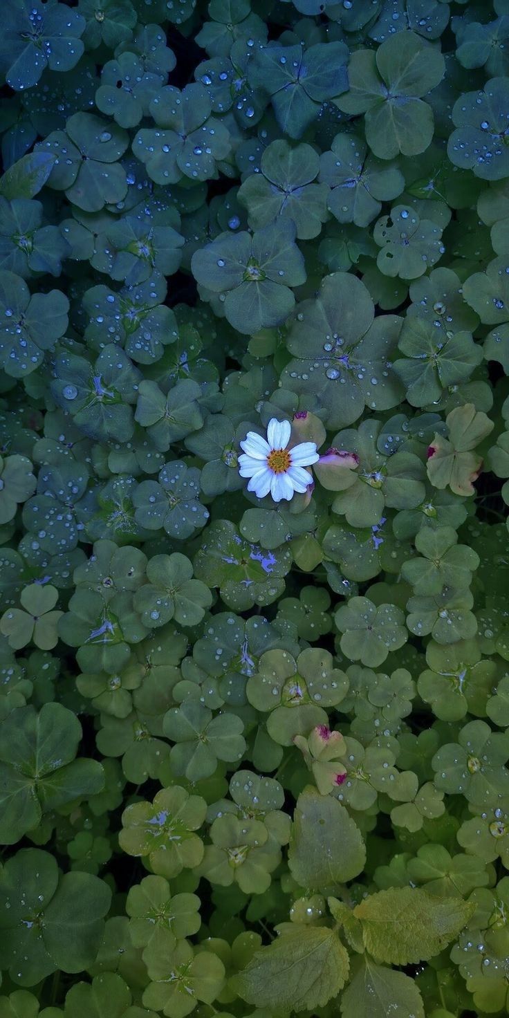 Flower Download Wallpapers