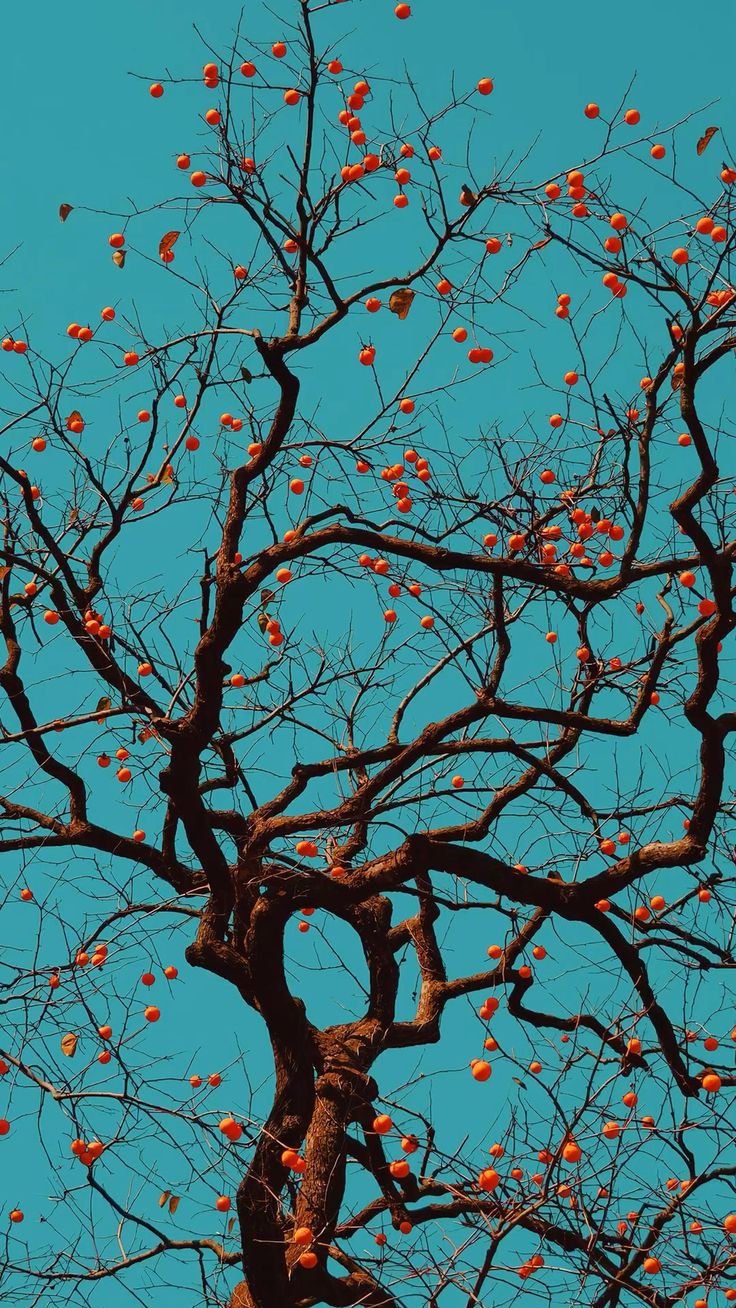 Tree Download Wallpapers