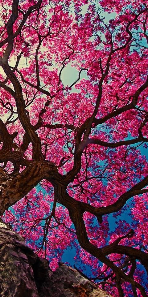 Tree Download Wallpapers