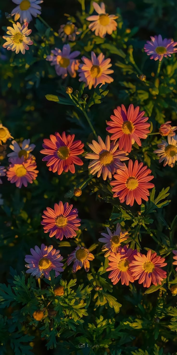 Flower Download Wallpapers