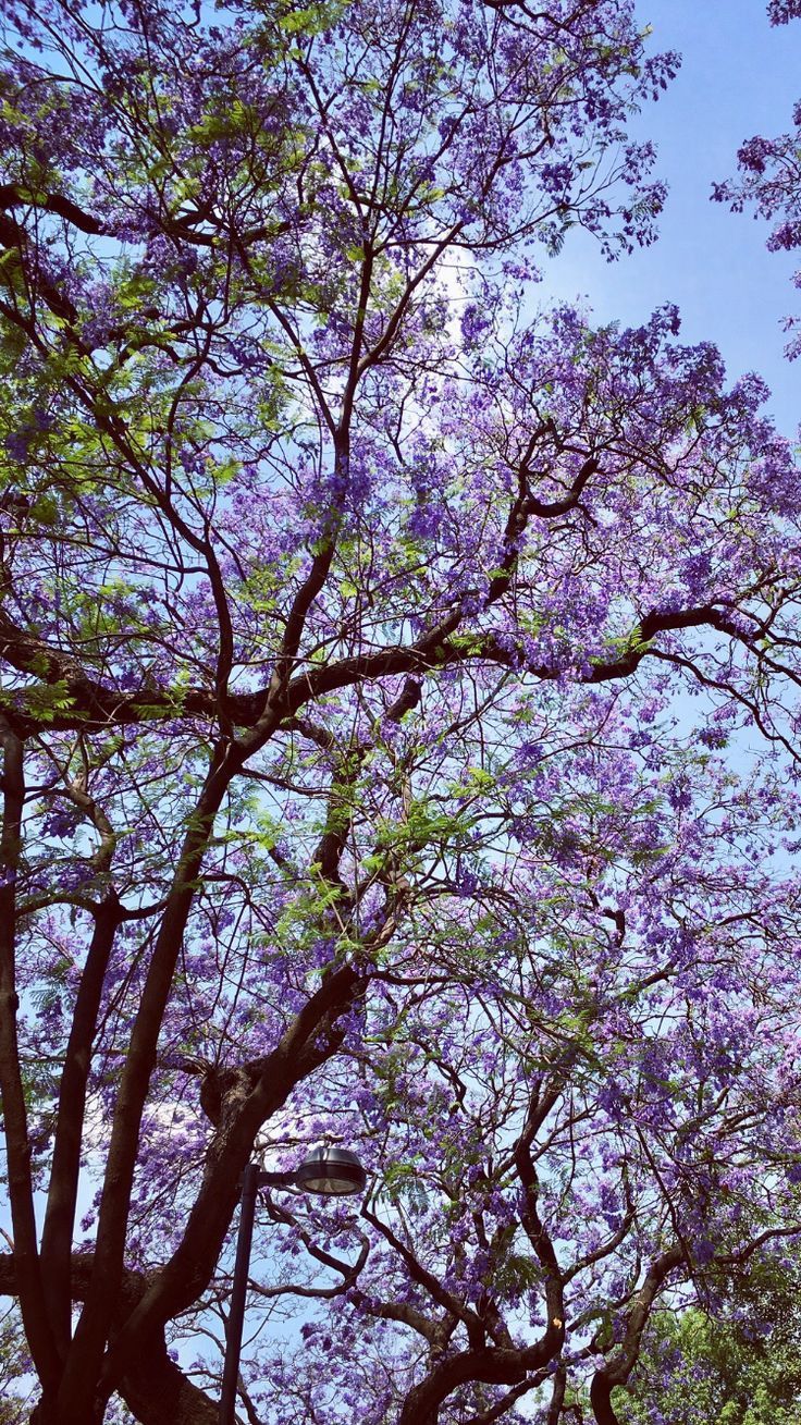 Flower Tree Download Wallpapers