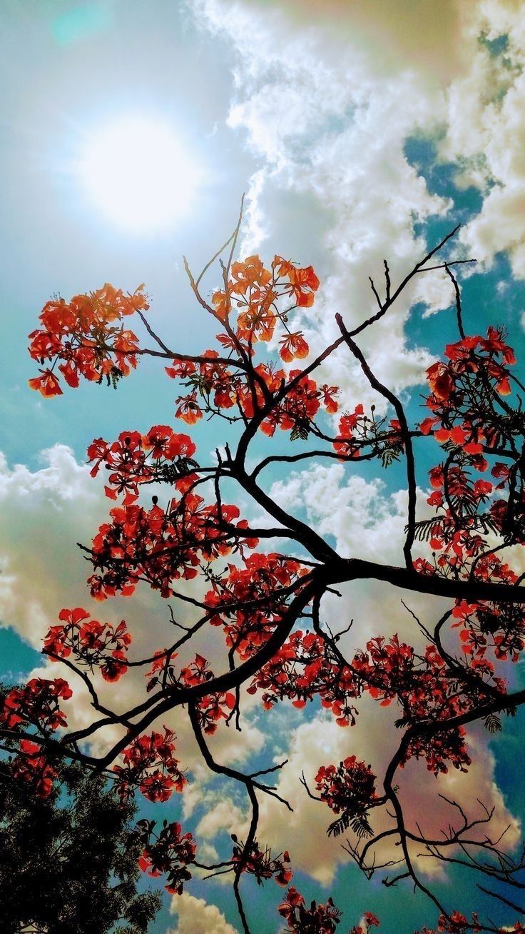 Flower Tree Download Wallpapers
