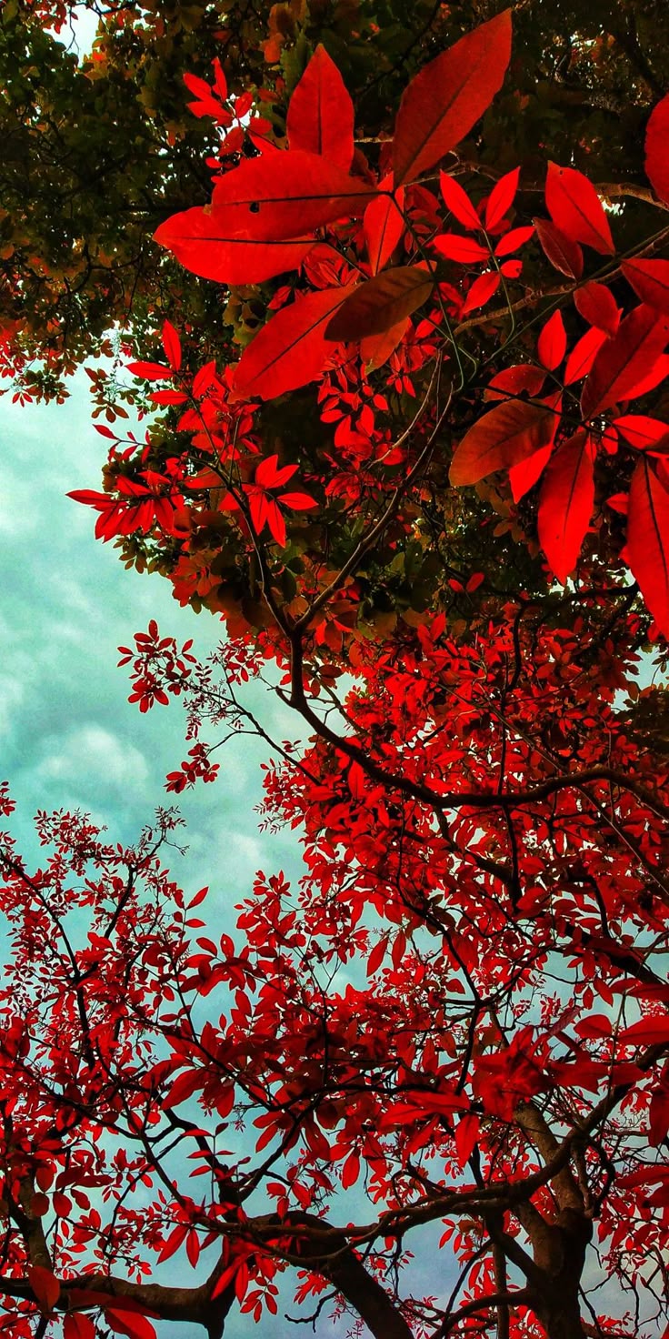 Tree Download Wallpapers