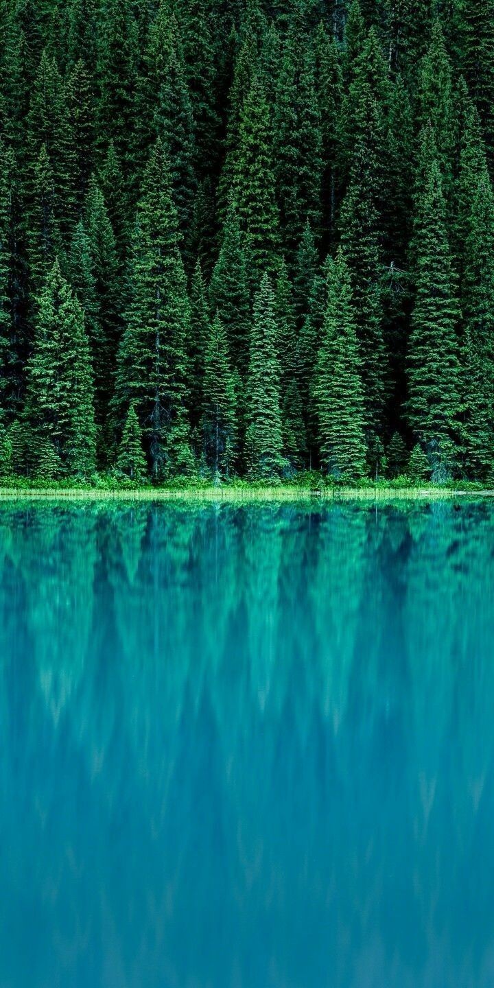 Tree Download Wallpapers