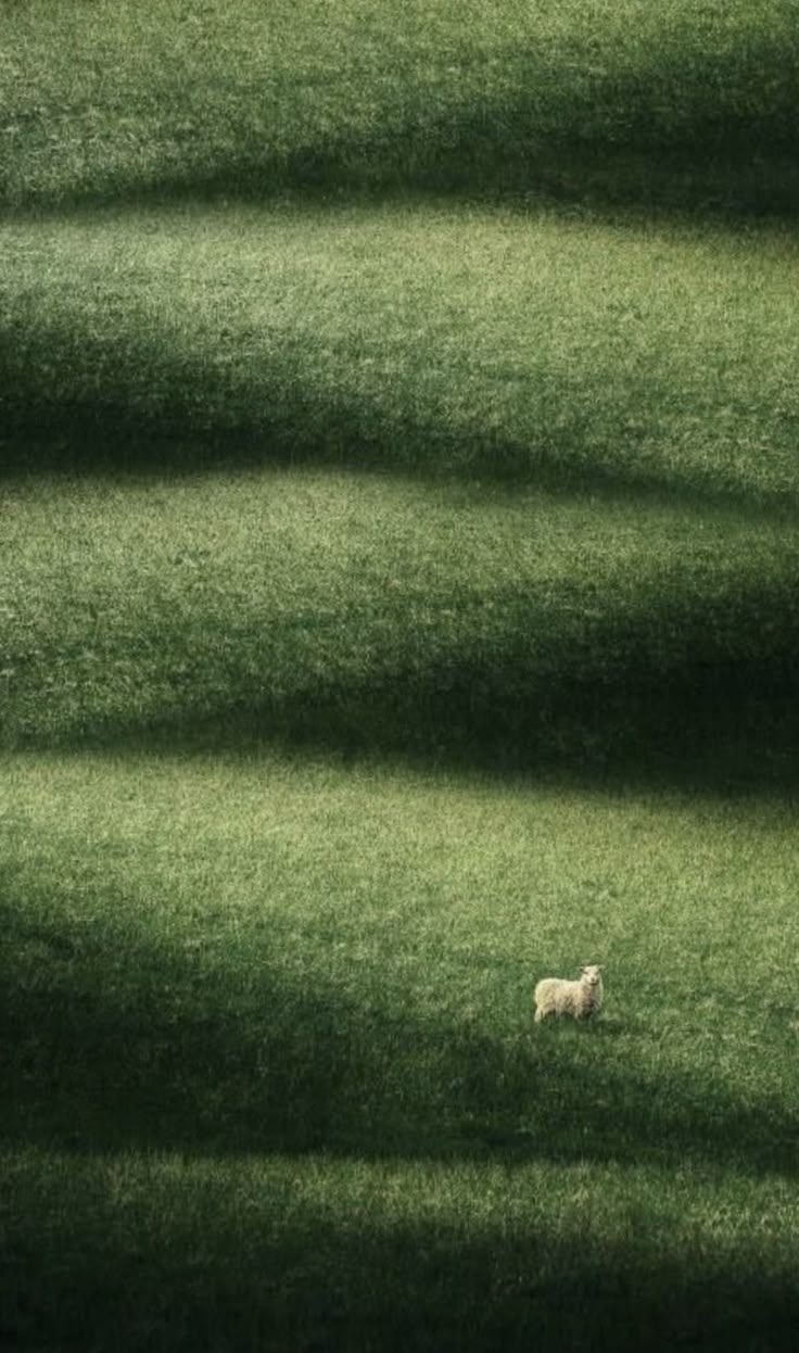 Grassland Download Wallpapers