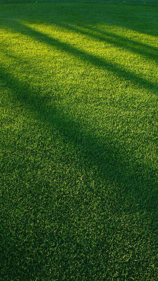Grass Download Wallpapers