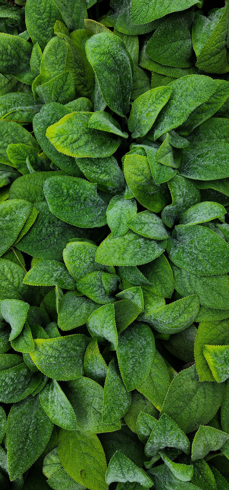 Leaf Download Wallpapers