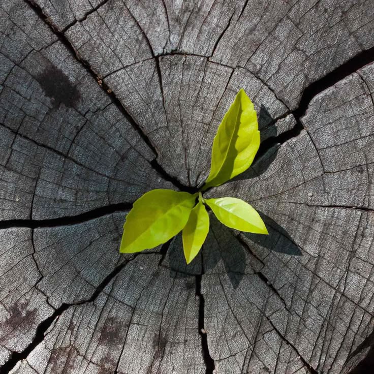 Leaf Download Wallpapers