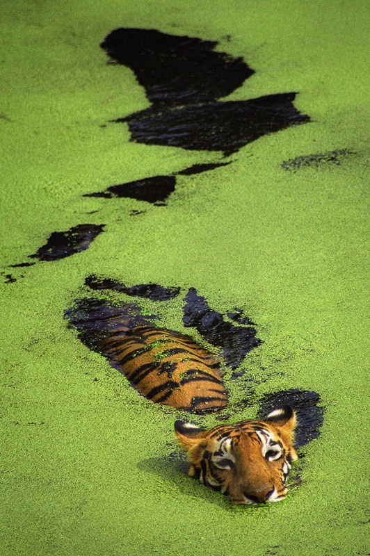 Tiger Download Wallpapers