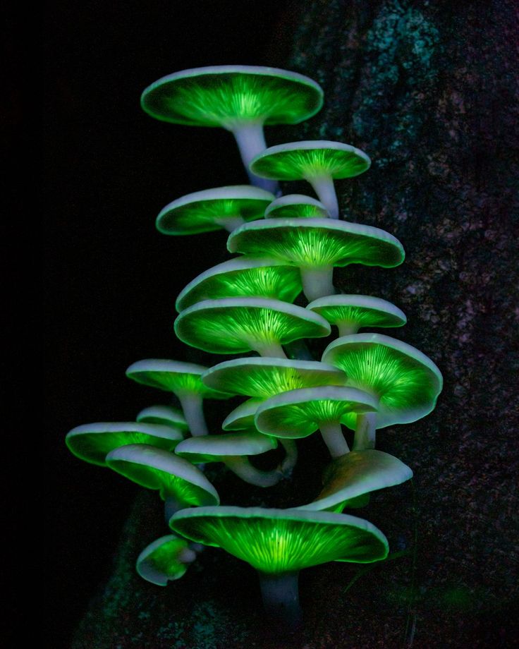Mushroom Download Wallpapers
