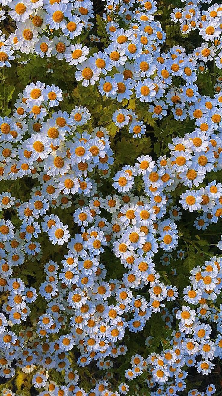 Flower Download Wallpapers